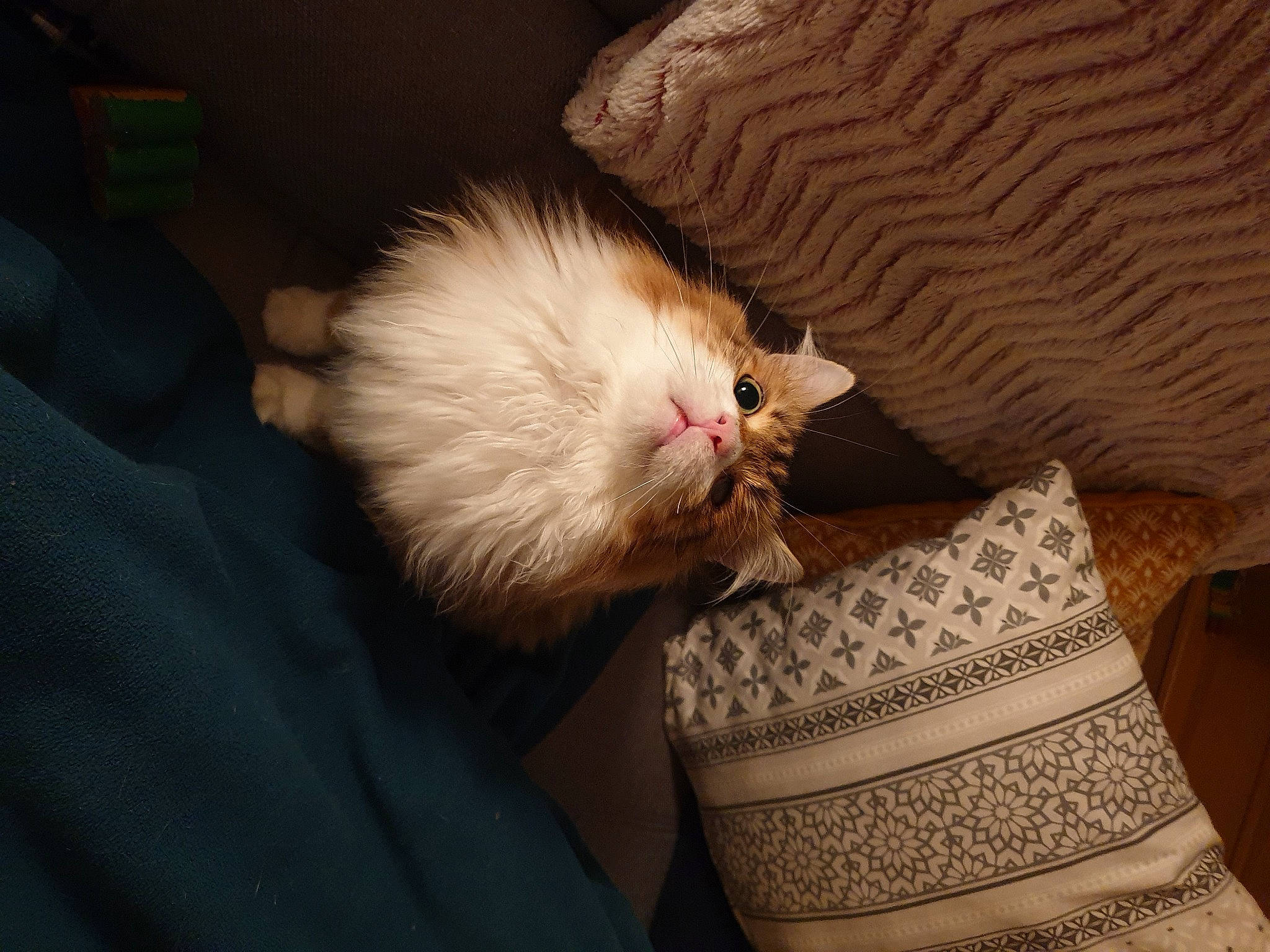 Pompei a rejoint le concours — aidez-le/la à gagner de superbes lots ! carnivore, cat, claw, comfort, companion_dog, couch, fawn, felidae, foot, fur, human_leg, linens, mustelidae, nap, paw, small_to_medium_sized_cats, tail, textile, whiskers