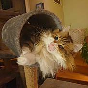 Pompei participe au concours pour gagner de l'argent avec cette photo : cat, fluffy_cat, indoor, cat_tunnel, scratching_post, curious, pet, feline, whiskers, fur, animal, cozy, home, living_room, cute, playful, mammal, domestic_animal, resting, closeup