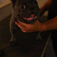 Orio joined the competition — help win amazing prizes! animal, cute, dog, domestic_animal, ears, face, french_bulldog, friendly, fur, grooming_table, hand, happy, holding, indoor, looking_up, person, pet, smiling, table, tongue