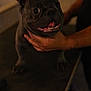 animal, cute, dog, domestic_animal, ears, face, french_bulldog, friendly, fur, grooming_table, hand, happy, holding, indoor, looking_up, person, pet, smiling, table, tongue