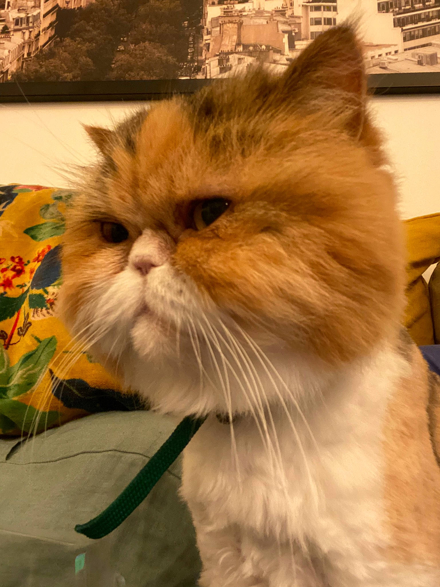 Pêche participe au concours pour gagner de l'argent avec cette photo : asian_semi_longhair, british_longhair, british_semi_longhair, carnivore, cat, domestic_long_haired_cat, eye, fawn, felidae, fur, himalayan, mammal, persian, plant, ragamuffin, small_to_medium_sized_cats, snout, vertebrate, whiskers