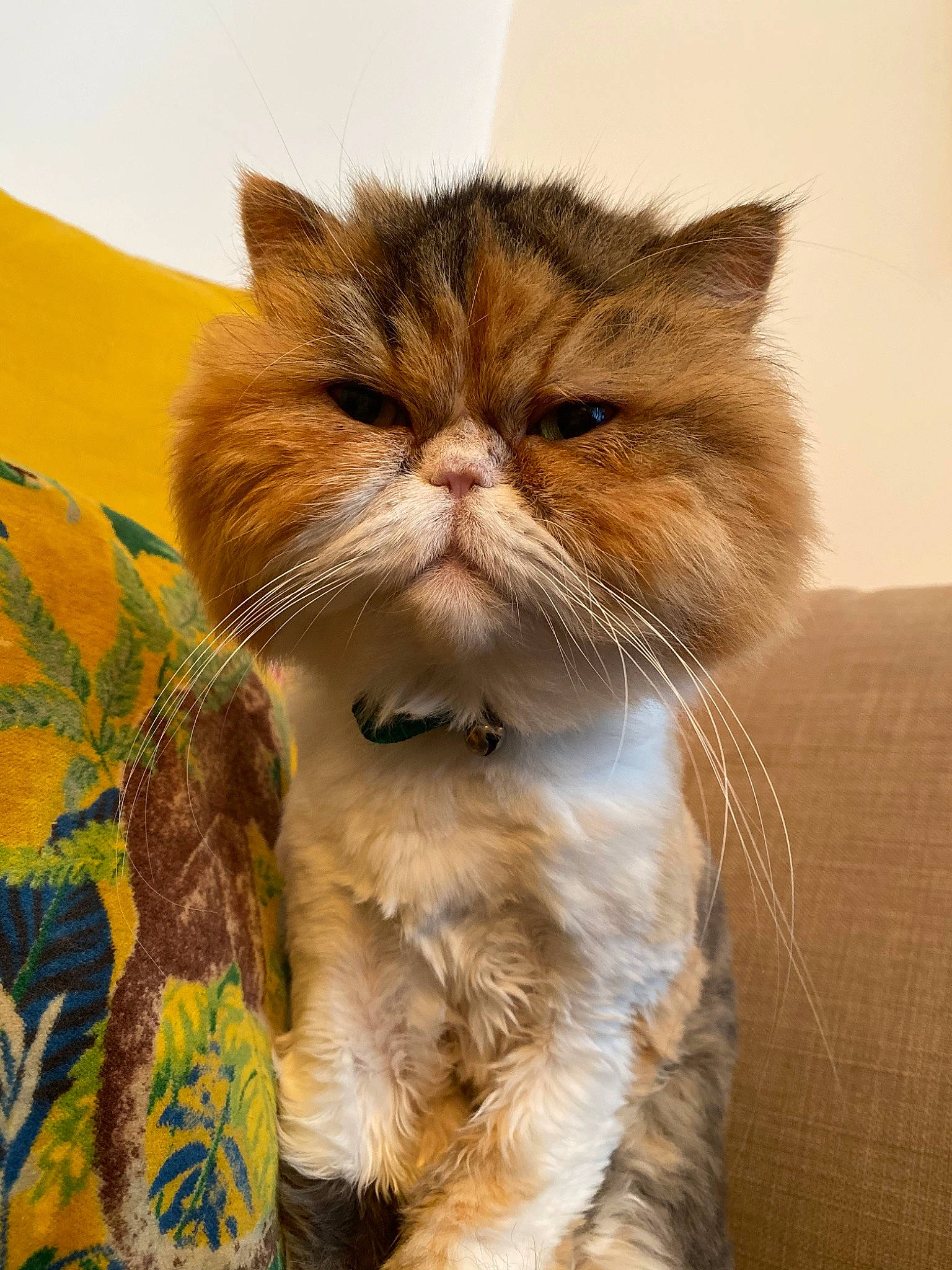 Pêche participe au concours pour gagner de l'argent avec cette photo : asian, british_longhair, british_semi_longhair, carnivore, cat, european_shorthair, fawn, felidae, fur, kitten, mammal, persian, small_to_medium_sized_cats, snout, tabby_cat, whiskers