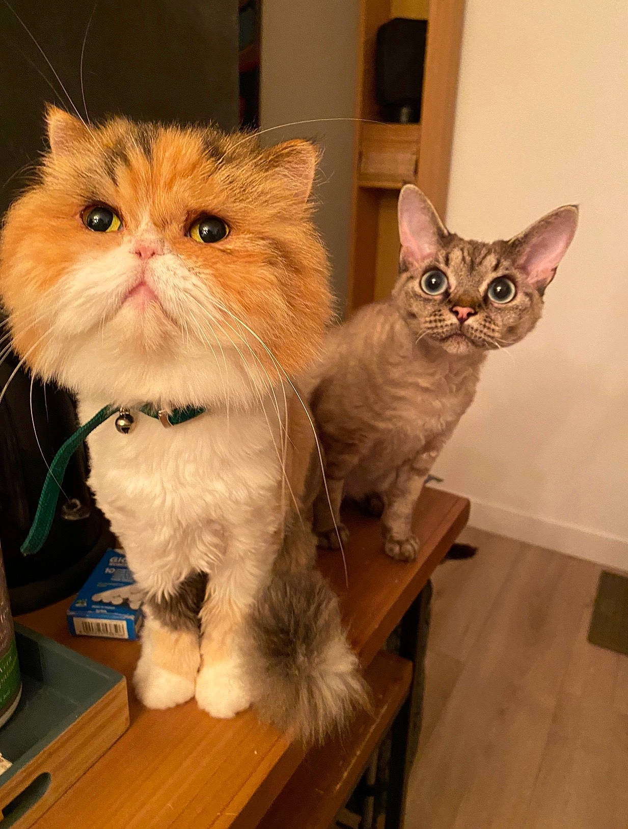 Pêche participe au concours pour gagner de l'argent avec cette photo : asian, asian_semi_longhair, australian_mist, british_semi_longhair, carnivore, cat, domestic_short_haired_cat, european_shorthair, fawn, felidae, fur, german_rex, kitten, mammal, ojos_azules, ragamuffin, small_to_medium_sized_cats, tabby_cat, vertebrate, whiskers