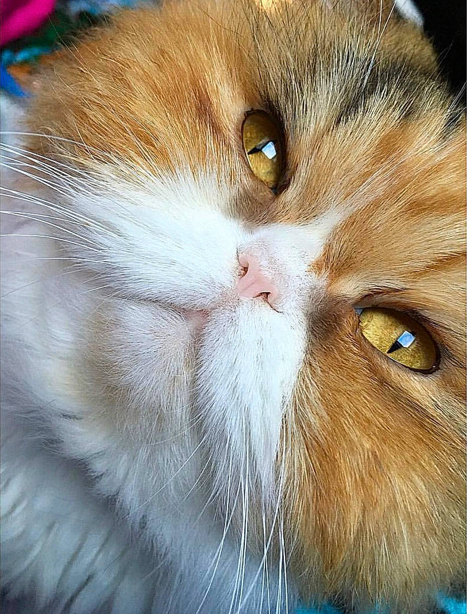 Pêche a rejoint le concours — aidez-le/la à gagner de superbes lots ! british_semi_longhair, carnivore, cat, close_up, domestic_long_haired_cat, ear, eye, fawn, felidae, fur, mammal, nose, persian, small_to_medium_sized_cats, snout, tabby_cat, whiskers