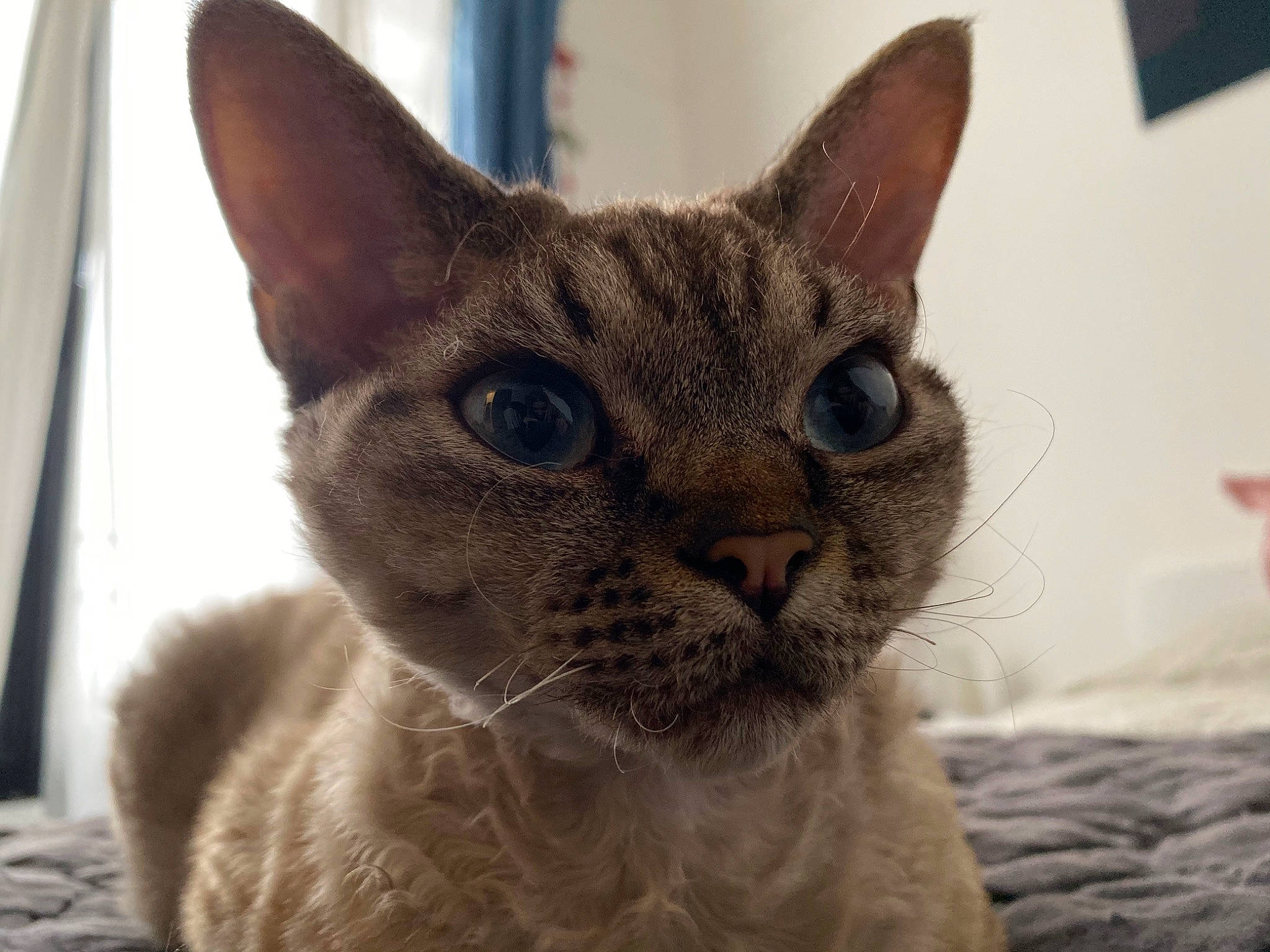 Luna a rejoint le concours — aidez-le/la à gagner de superbes lots ! aegean_cat, arabian_mau, asian, australian_mist, burmese, carnivore, cat, devon_rex, domestic_short_haired_cat, fawn, felidae, german_rex, mammal, ojos_azules, oriental_shorthair, rex_cat, small_to_medium_sized_cats, snout, vertebrate, whiskers