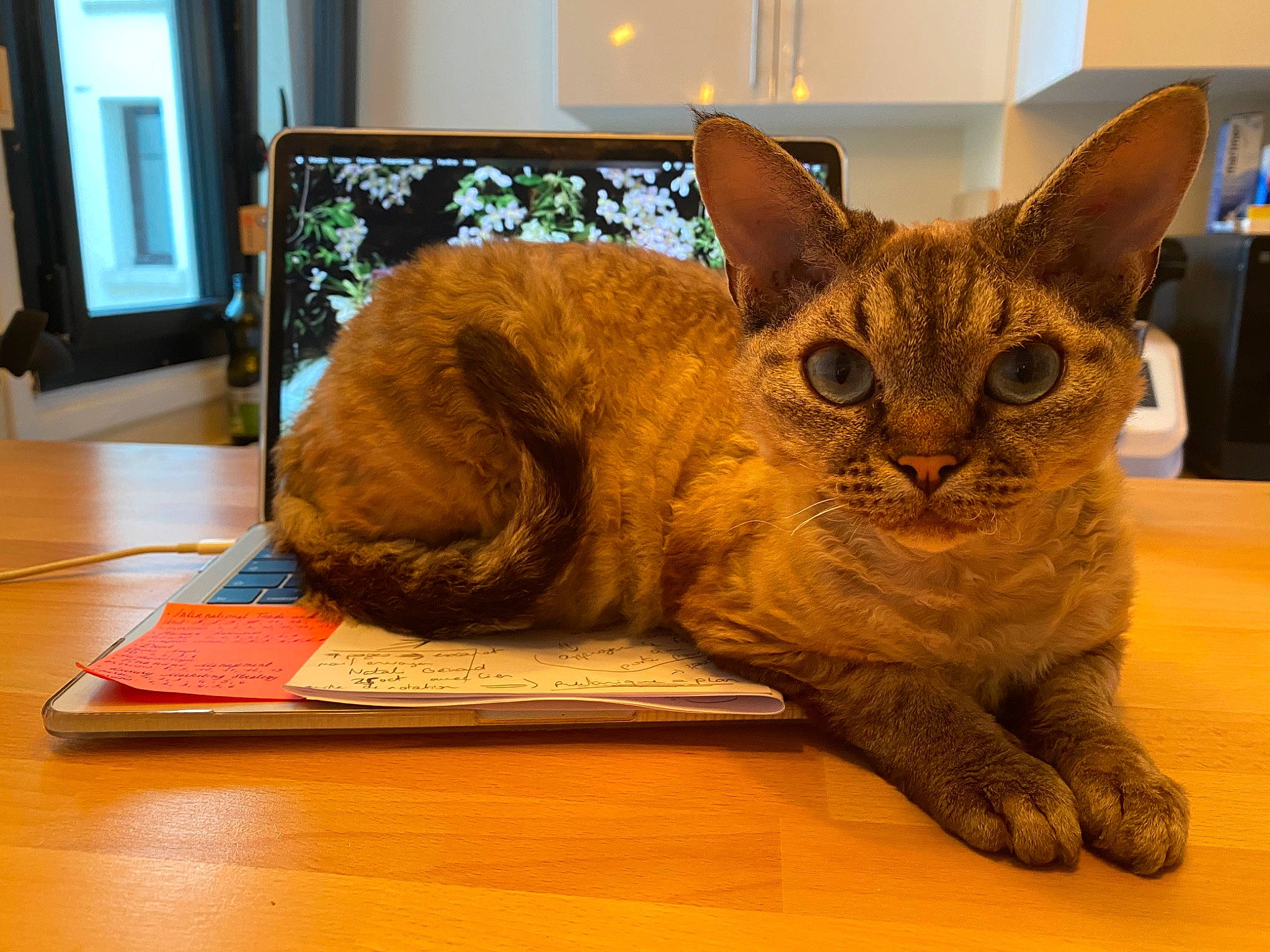 Luna a rejoint le concours — aidez-le/la à gagner de superbes lots ! asian, australian_mist, carnivore, cat, domestic_short_haired_cat, european_shorthair, fawn, felidae, german_rex, mammal, ocicat, paw, rex_cat, small_to_medium_sized_cats, snout, tabby_cat, vertebrate, whiskers