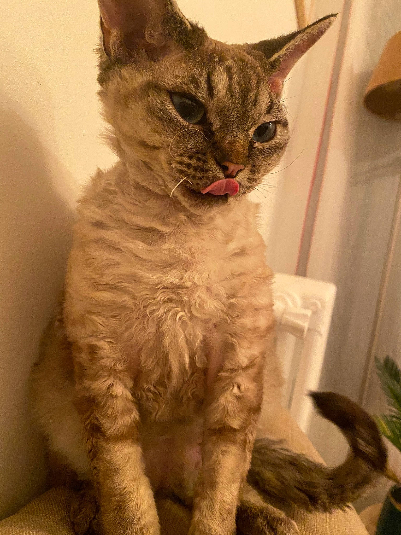 Luna a rejoint le concours — aidez-le/la à gagner de superbes lots ! asian, australian_mist, carnivore, cat, devon_rex, domestic_short_haired_cat, european_shorthair, fawn, felidae, german_rex, kitten, mammal, ojos_azules, rex_cat, small_to_medium_sized_cats, tabby_cat, vertebrate, whiskers