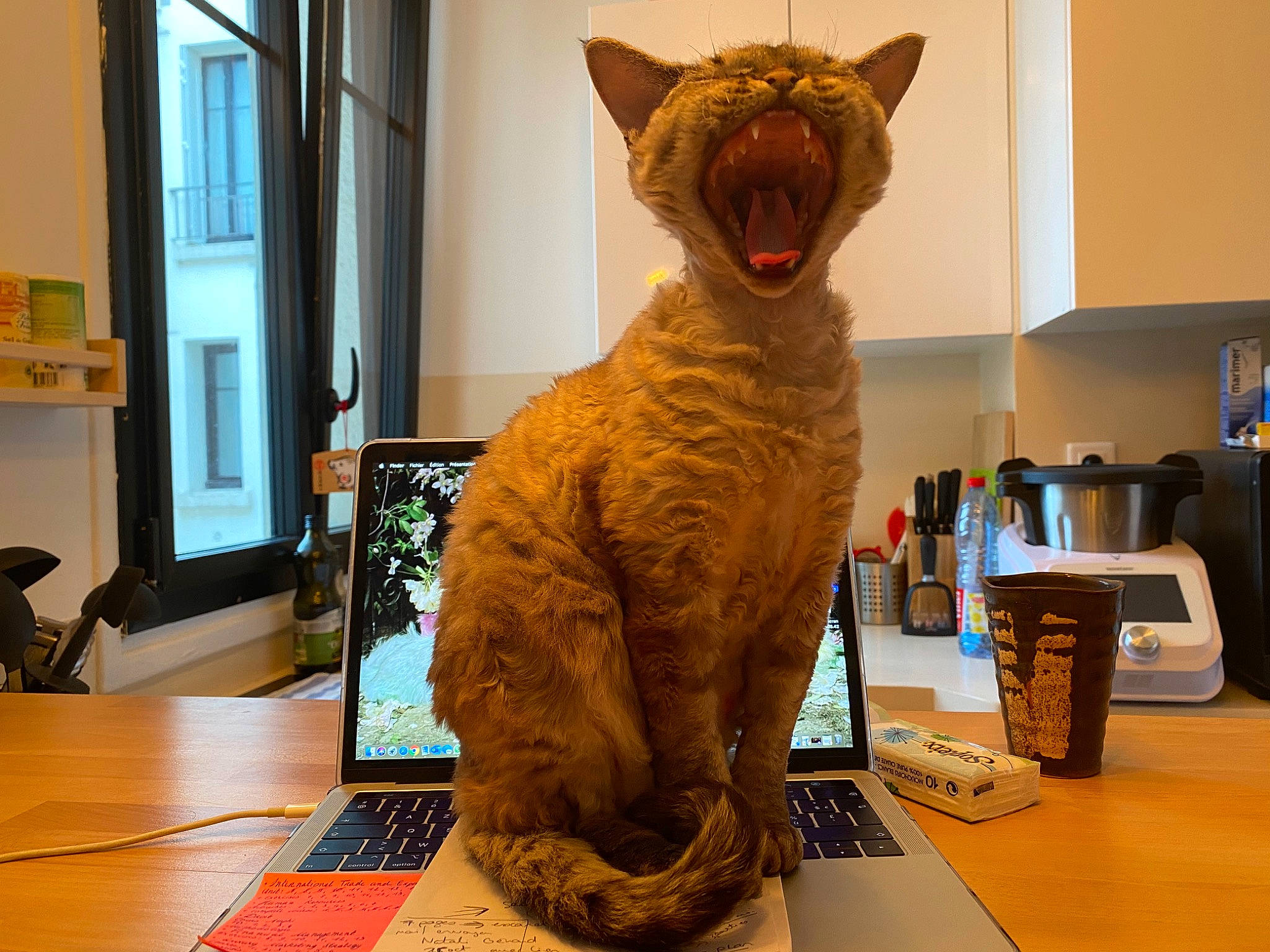 Luna a rejoint le concours — aidez-le/la à gagner de superbes lots ! art, asian, carnivore, cat, domestic_short_haired_cat, european_shorthair, felidae, fur, small_to_medium_sized_cats, tail, whiskers