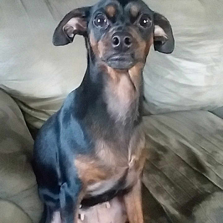 Bella joined the competition — help win amazing prizes! animal, architecture, boxer, building, bulldog, canine, chair, chihuahua, couch, cushion, dog, furniture, homedecor, hound, indoors, linen, livingroom, pet, puppy, snout