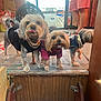 Penny And Bubba is registered to the contest to win money with this photo: dog, small_dog, pet, indoor, clothing, gold_chain, wooden_floor, step, person, legs, curtains, fan, door, happy, tongue_out, smiling, three_dogs, playful, furniture, room