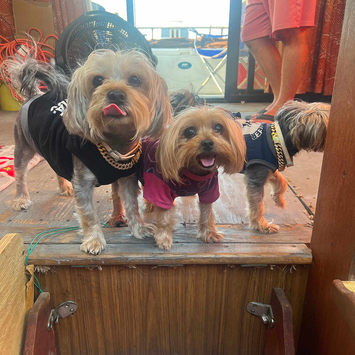 Penny And Bubba is registered to the contest to win money with this photo: clothing, curtains, dog, door, fan, furniture, gold_chain, happy, indoor, legs, person, pet, playful, room, small_dog, smiling, step, three_dogs, tongue_out, wooden_floor