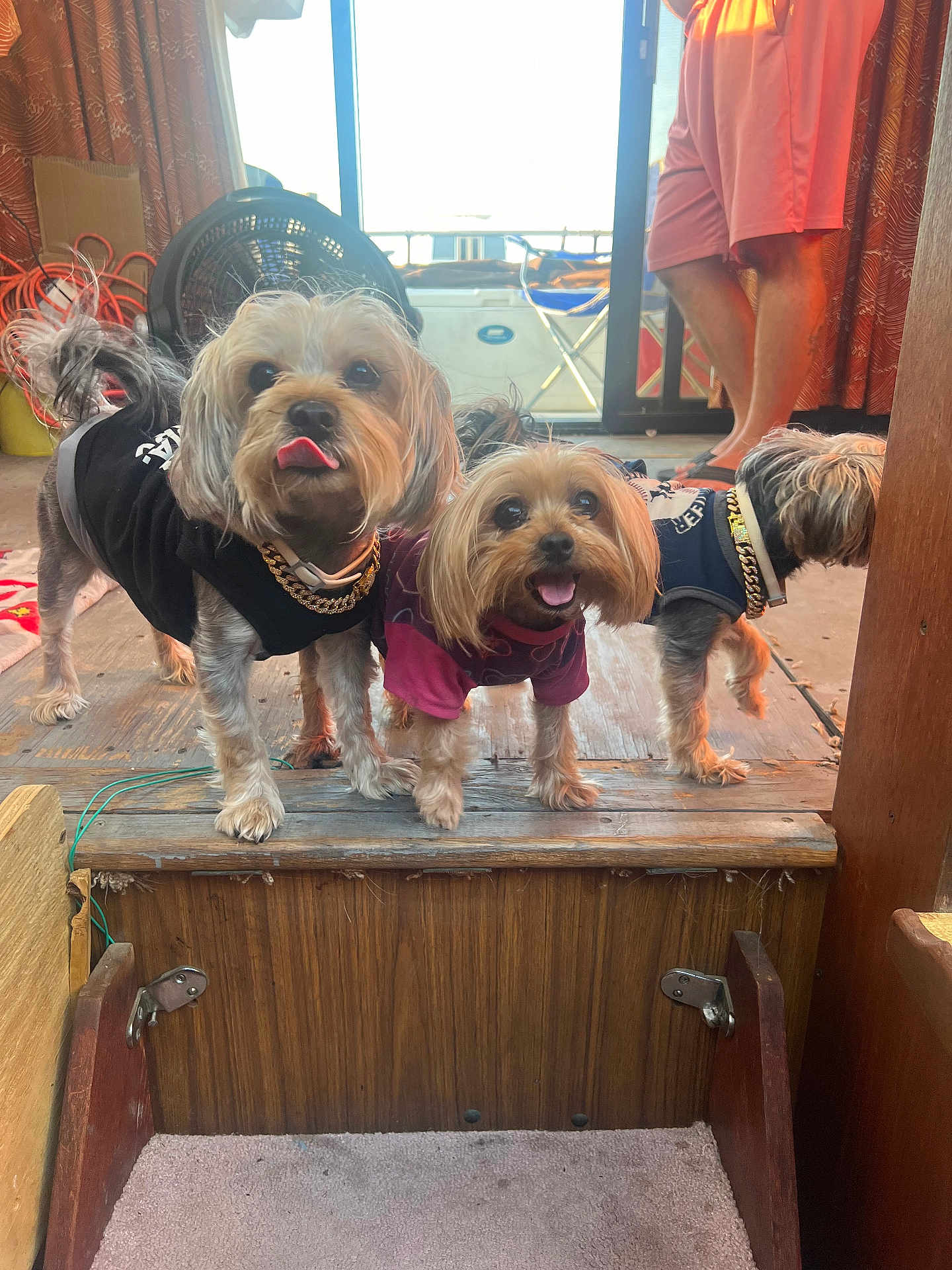 Penny And Bubba is registered to the contest to win money with this photo: dog, small_dog, pet, indoor, clothing, gold_chain, wooden_floor, step, person, legs, curtains, fan, door, happy, tongue_out, smiling, three_dogs, playful, furniture, room