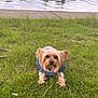 Penny And Bubba is registered to the contest to win money with this photo: dog, small_dog, grass, outdoor, water, lake, cute, pet, animal, blue_clothing, fur, canine, nature, calm, summer, park, adorable, portrait, sitting, greenery