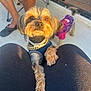 Rocky joined the competition — help win amazing prizes! casual, clothing, collar, companions, curious, dog, door, golden_hour, lap, legs, outdoor, pavement, person, pet, pink_clothing, purple_clothing, sitting, slippers, small_dog, sunlight