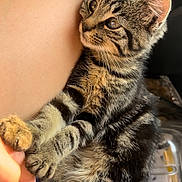 Simba participe au concours pour gagner de l'argent avec cette photo : kitten, tabby, cat, pet, animal, furry, whiskers, claws, paw, hand, human, leg, closeup, indoor, curious, cute, soft_light, striped_fur, resting, companionship