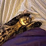 Simba participe au concours pour gagner de l'argent avec cette photo : cat, tabby, sleeping, paws, blanket, cozy, feline, cute, resting, fur, pet, indoor, relaxed, animal, whiskers, claws, comfort, soft, bed, adorable