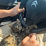 Simba participe au concours pour gagner de l'argent avec cette photo : kitten, cat, tabby, car, steering_wheel, hand, person, lap, interior, window, side_mirror, sunlight, feline, pet, animal, playful, relaxed, seat, clothing, bracelet