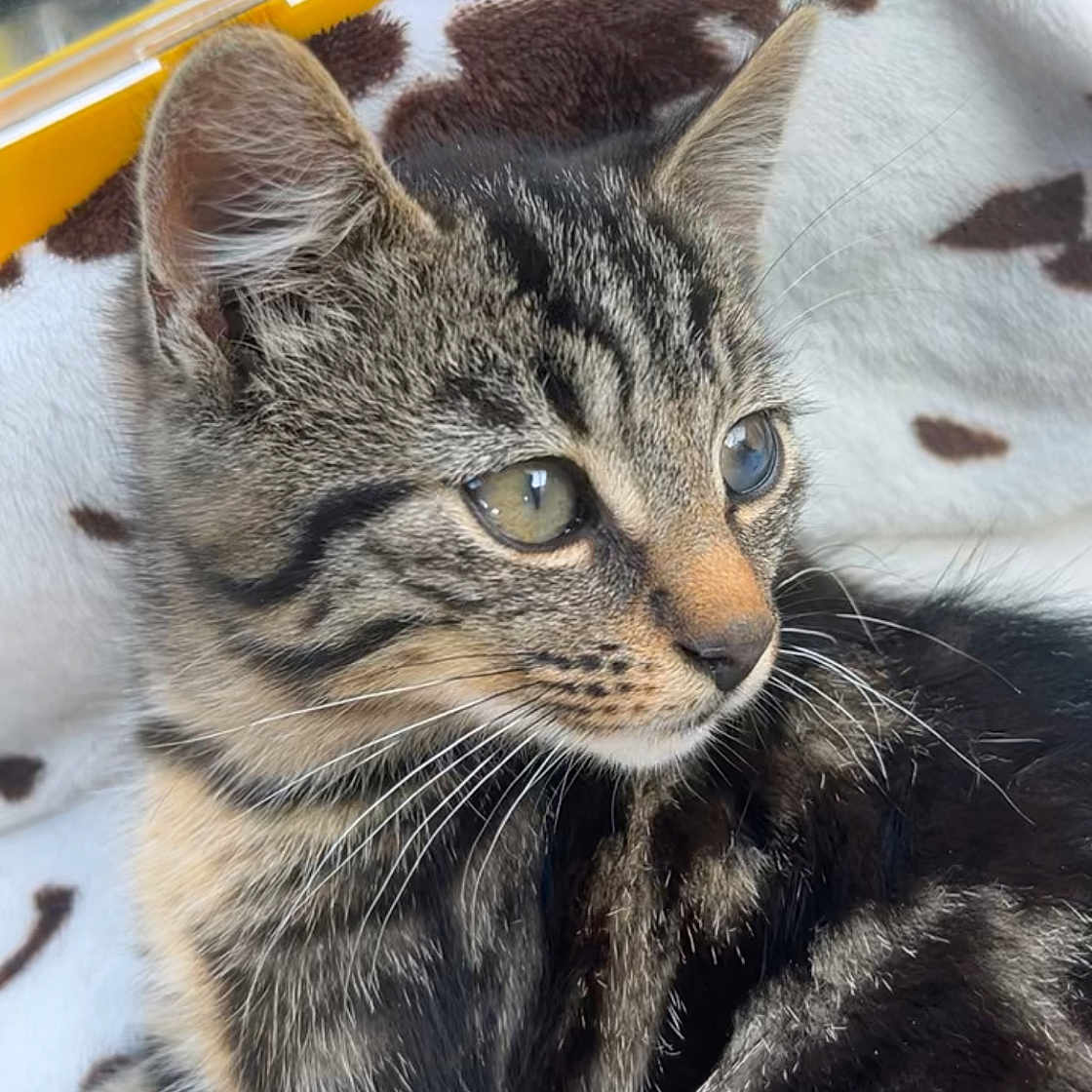 Simba participe au concours pour gagner de l'argent avec cette photo : animal, blanket, cat, close_up, curious, cute, ears, eyes, feline, fur, indoor, kitten, patterned, pet, resting, striped, tabby, whiskers, yellow_container, young