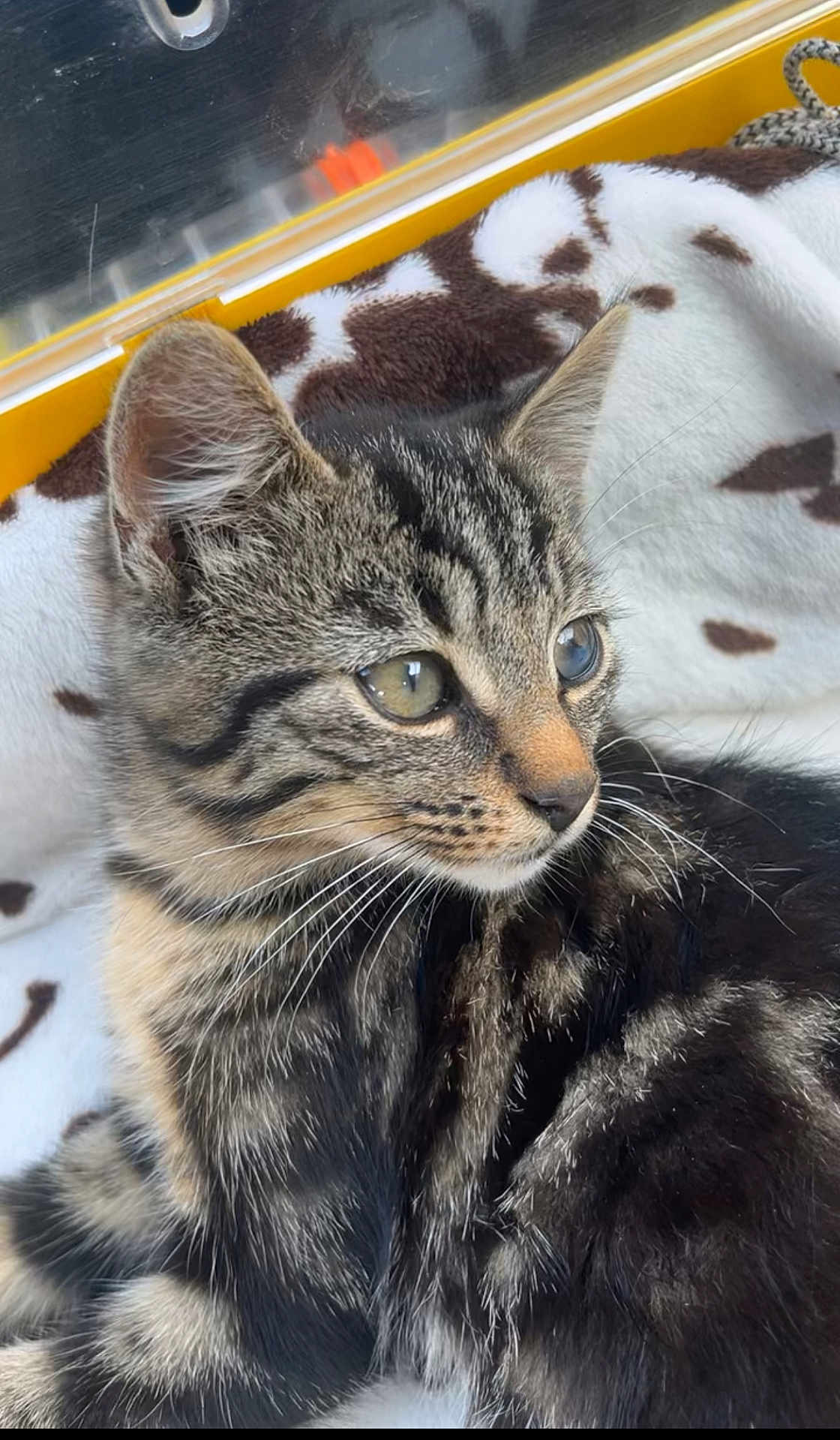Simba