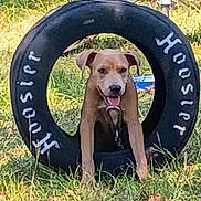 Rowdy joined the competition — help win amazing prizes! animal, brown_dog, canine, collar, daytime, dog, grass, grass_field, happy, leash, nature, outdoor, park, pet, playful, smiling, summer, sunlight, tire, tongue_out