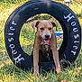 animal, brown_dog, canine, collar, daytime, dog, grass, grass_field, happy, leash, nature, outdoor, park, pet, playful, smiling, summer, sunlight, tire, tongue_out