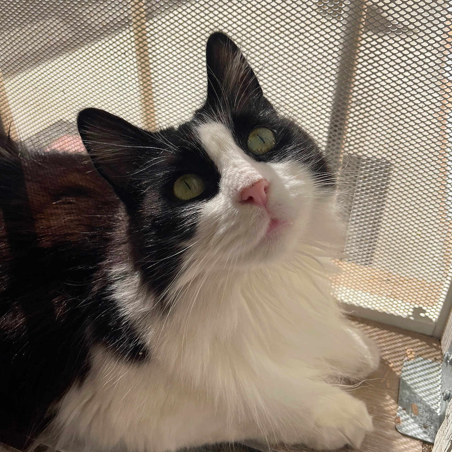 Mimi joined the competition — help win amazing prizes! animal, black_and_white, cat, close_up, curious, domestic, feline, fluffy, green_eyes, indoor, looking_up, mesh_screen, pet, pink_nose, portrait, resting, soft_fur, sunlight, whiskers, window