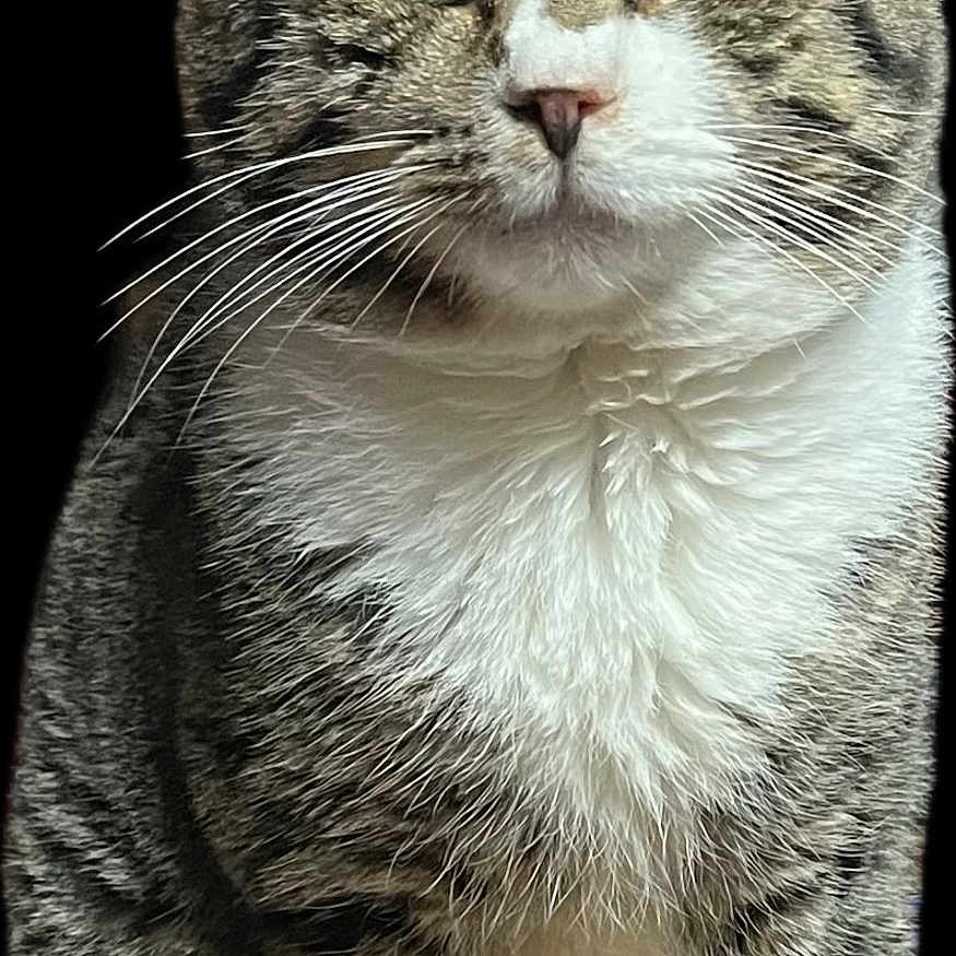 Baby Kitty joined the competition — help win amazing prizes! abyssinian, angora, animal, cat, egyptiancat, kitten, manx, pet, siamese