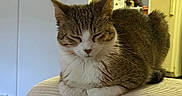 Miso joined the competition — help win amazing prizes! appliance, armrest, cat, couch, countertop, cozy, cup, domestic_animal, feline, fur, furniture, household, indoor, kitchen, pet, refrigerator, relaxed, resting, tabby_cat, whiskers