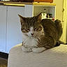 Miso joined the competition — help win amazing prizes! cat, tabby_cat, feline, pet, indoor, couch, armrest, kitchen, appliance, refrigerator, cup, countertop, relaxed, fur, whiskers, domestic_animal, household, resting, cozy, furniture