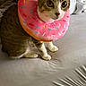 Miso joined the competition — help win amazing prizes! cat, pet, donut_collar, pink, bed, bedding, shoes, indoor, fur, animal, curious, tabby, white_paws, bedroom, resting, feline, collar, looking, domestic, cute