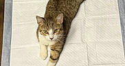 Miso is registered to the contest to win money with this photo: cat, tabby_cat, white_paws, absorbent_pad, wooden_floor, green_container, scoop, indoor, pet, animal, feline, curious, looking_up, fur, whiskers, ears, resting, domestic, flooring, household