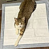 cat, tabby_cat, white_paws, absorbent_pad, wooden_floor, green_container, scoop, indoor, pet, animal, feline, curious, looking_up, fur, whiskers, ears, resting, domestic, flooring, household