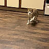 cat, indoor, wooden_floor, kitchen, cabinet, brown, beige, pet, animal, walking, curious, feline, flooring, household, home, mammal, domestic, fur, whiskers, paws