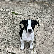 Stella participe au concours pour gagner de l'argent avec cette photo : animal, attention, background, black_and_white, canine, close_up, concrete, cracked_ground, curious, dog, ears, face, looking, outdoor, pet, puppy, sitting, tail, texture, young_dog