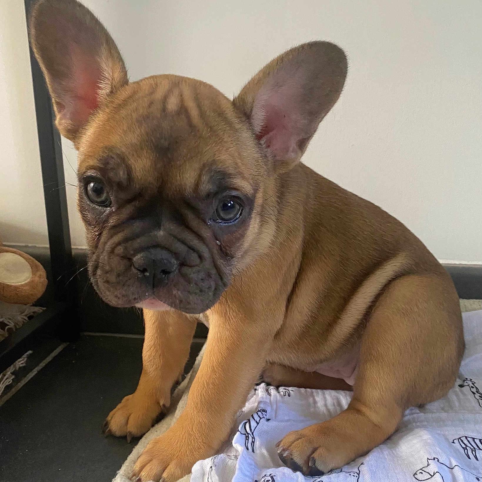 Alba a rejoint le concours — aidez-le/la à gagner de superbes lots ! adorable, animal, blanket, brown, canine, companion, cute, dog, ears, face, floor, french_bulldog, fur, indoor, looking, pet, puppy, sitting, small, young