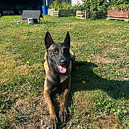 Tornade a rejoint le concours — aidez-le/la à gagner de superbes lots ! dog, belgian_malinois, grass, sunlight, doghouse, garden, plants, blue_sky, outdoor, pet, animal, tongue_out, ears_up, happy, nature, yard, shadow, greenery, daytime, playful