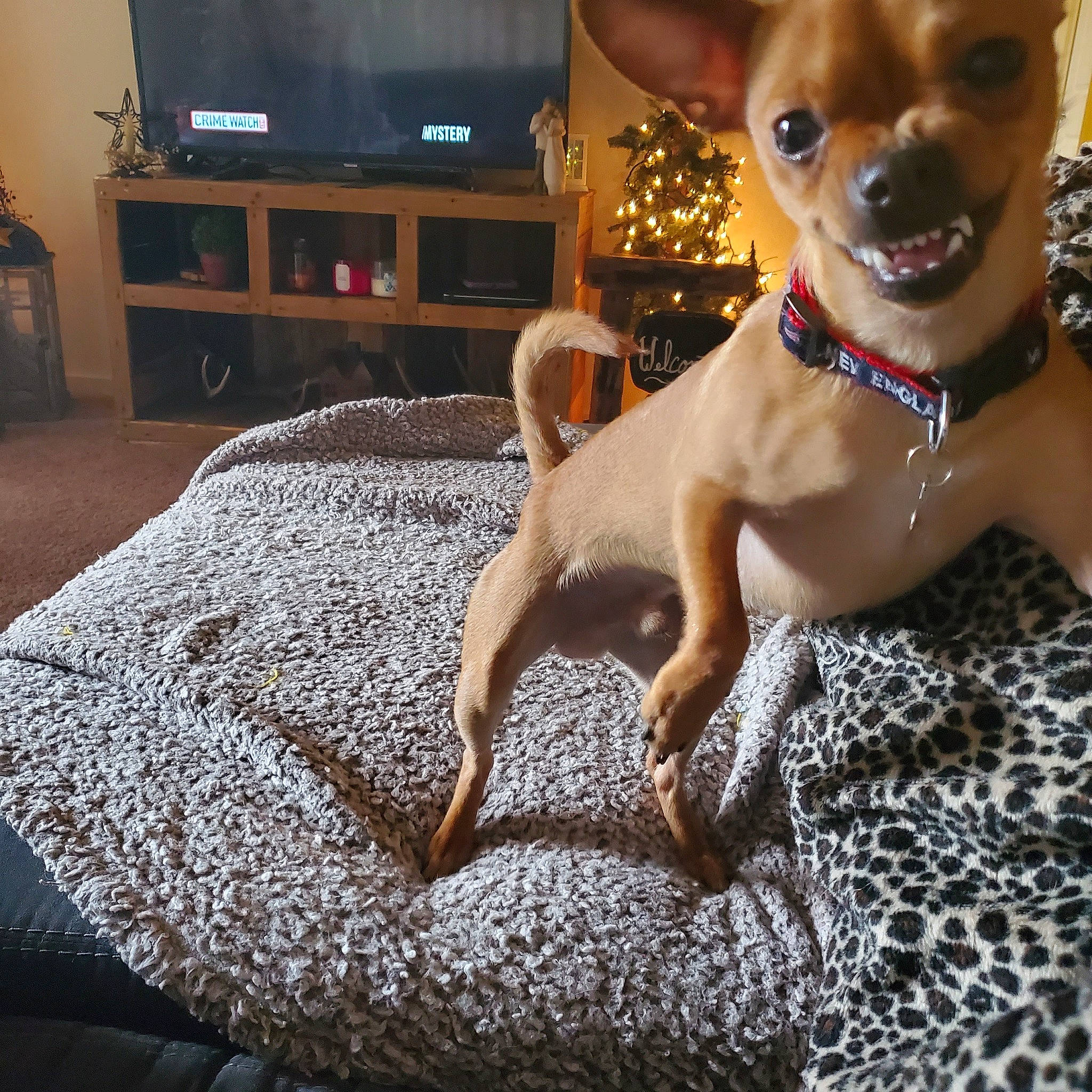 Rocky is registered to the contest to win money with this photo: canidae, carnivore, chihuahua, companion_dog, dog, dog_breed, ear, english_toy_terrier, fawn, feist, mammal, miniature_fox_terrier, miniature_pinscher, prazsky_krysarik, puppy, rat_terrier, russkiy_toy, toy_dog, toy_fox_terrier, vertebrate