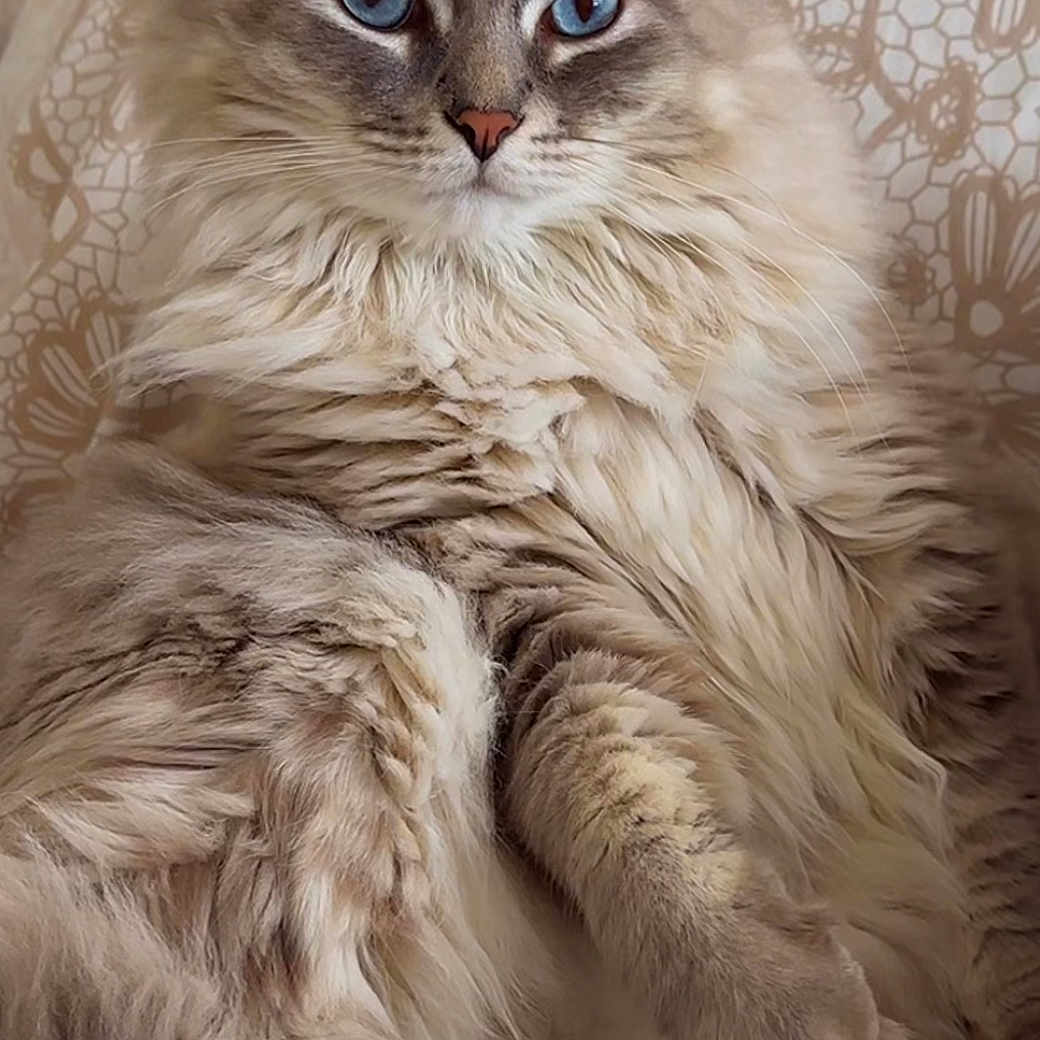 Silvio joined the competition — help win amazing prizes! animal, bed, blue_eyes, cat, close_up, cozy, cute, domestic_cat, feline, fluffy, furniture, indoor, mammal, paw, pet, portrait, relaxed, resting, soft_fur, whiskers