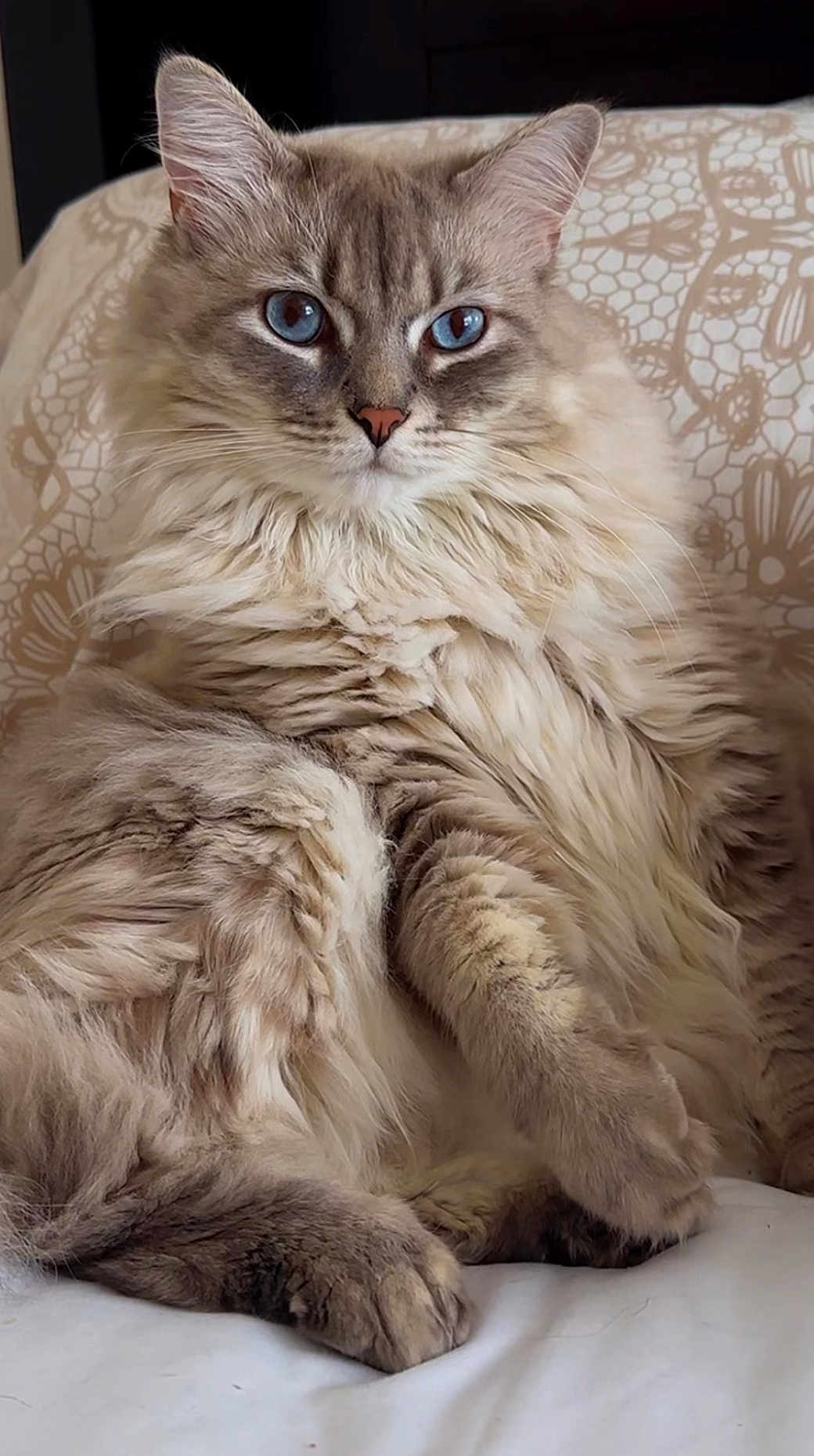 Silvio joined the competition — help win amazing prizes! cat, fluffy, blue_eyes, pet, feline, indoor, bed, resting, close_up, portrait, soft_fur, cute, mammal, whiskers, paw, relaxed, animal, domestic_cat, cozy, furniture