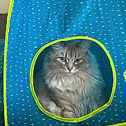 Silvio joined the competition — help win amazing prizes! cat, fluffy, tent, blue, green_trim, circular_window, indoor, pet, feline, relaxed, curious, cozy, sofa, home, animal, cute, whiskers, ears, sitting, fur