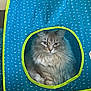 cat, fluffy, tent, blue, green_trim, circular_window, indoor, pet, feline, relaxed, curious, cozy, sofa, home, animal, cute, whiskers, ears, sitting, fur