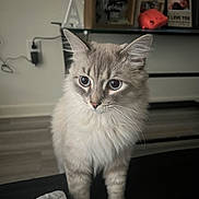 Silvio is registered to the contest to win money with this photo: animal, cat, close_up, curious, cute, decor, domestic_cat, ears, feline, floor, fluffy, indoor, pet, photo_frames, piggy_bank, portrait, soft_fur, table, whiskers, wide_eyes