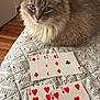 ace, animal, bedspread, cards, cat, closeup, clubs, diamonds, feline, fluffy, fur, game, hearts, indoor, patterned, pet, playing_cards, relaxed, table, wooden_floor