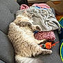 Silvio joined the competition — help win amazing prizes! blanket, cat, comfort, couch, cozy, cute, feathers, fluffy, fur, gray, home, indoor, pet, pumpkin, relaxed, resting, sleeping, soft, tail, toy