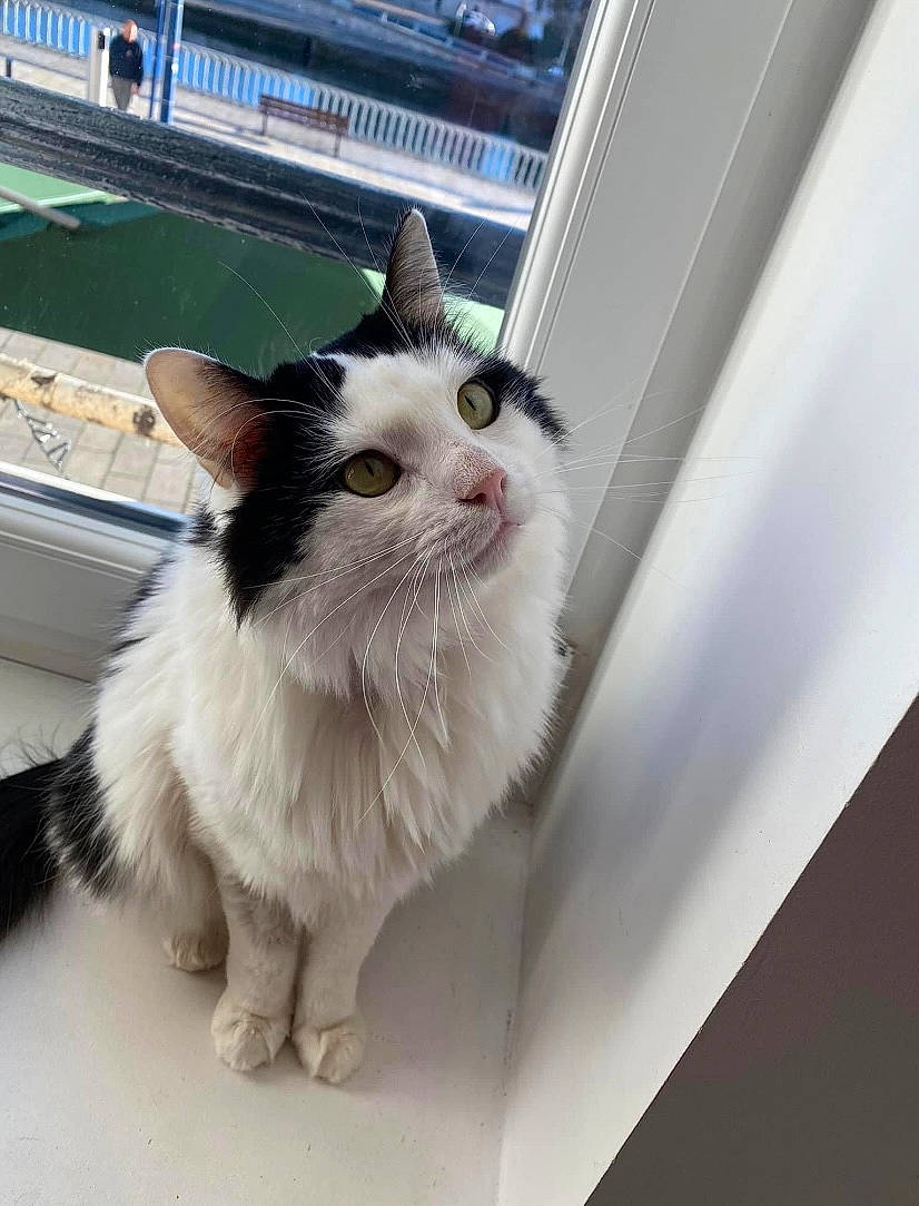 Chacha a rejoint le concours — aidez-le/la à gagner de superbes lots ! carnivore, cat, claw, domestic_short_haired_cat, eye, felidae, flooring, foot, fur, line, paw, small_to_medium_sized_cats, tail, whiskers, window