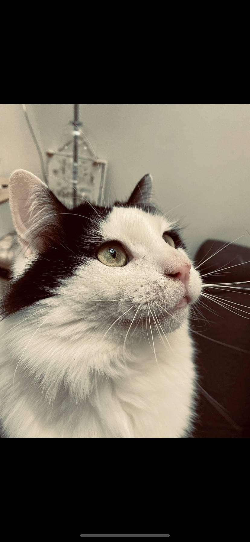 Chacha participe au concours pour gagner de l'argent avec cette photo : box, carnivore, cat, comfort, domestic_short_haired_cat, felidae, fur, small_to_medium_sized_cats, snout, square, whiskers, window