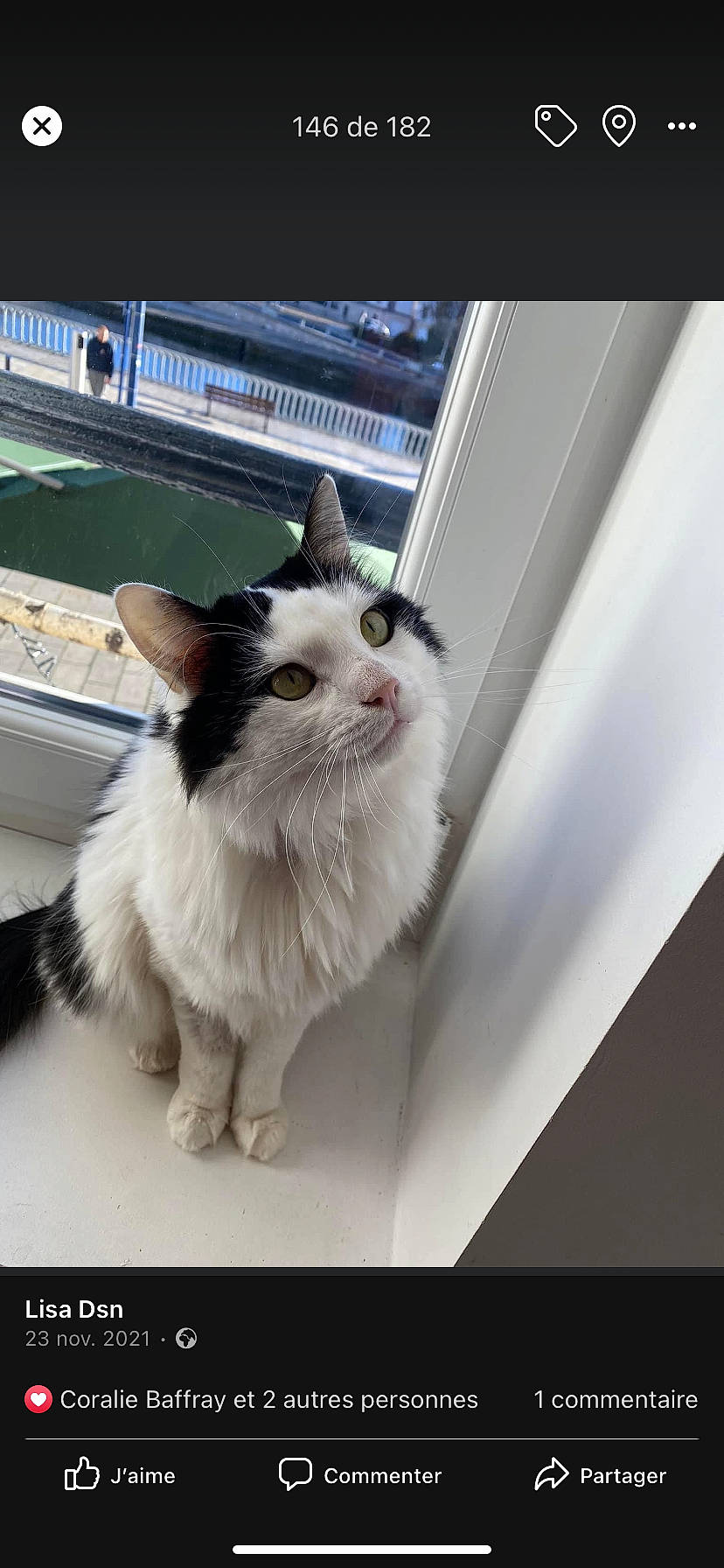 Chacha a rejoint le concours — aidez-le/la à gagner de superbes lots ! carnivore, cat, domestic_short_haired_cat, felidae, flooring, foot, fur, paw, photo_caption, small_to_medium_sized_cats, tail, whiskers, window