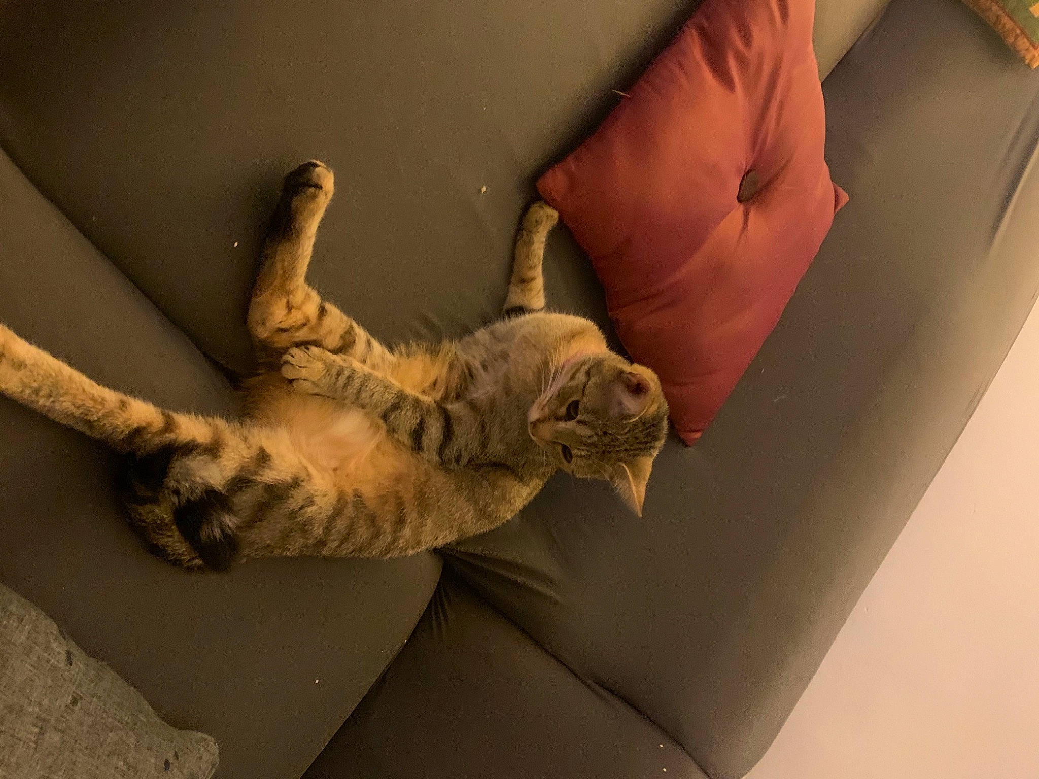 Pepsie a rejoint le concours — aidez-le/la à gagner de superbes lots ! arm, art, artifact, cat, chair, comfort, couch, felidae, gesture, hand, human_leg, metal, natural_material, plaster, room, sculpture, small_to_medium_sized_cats, tail, wood, wrist