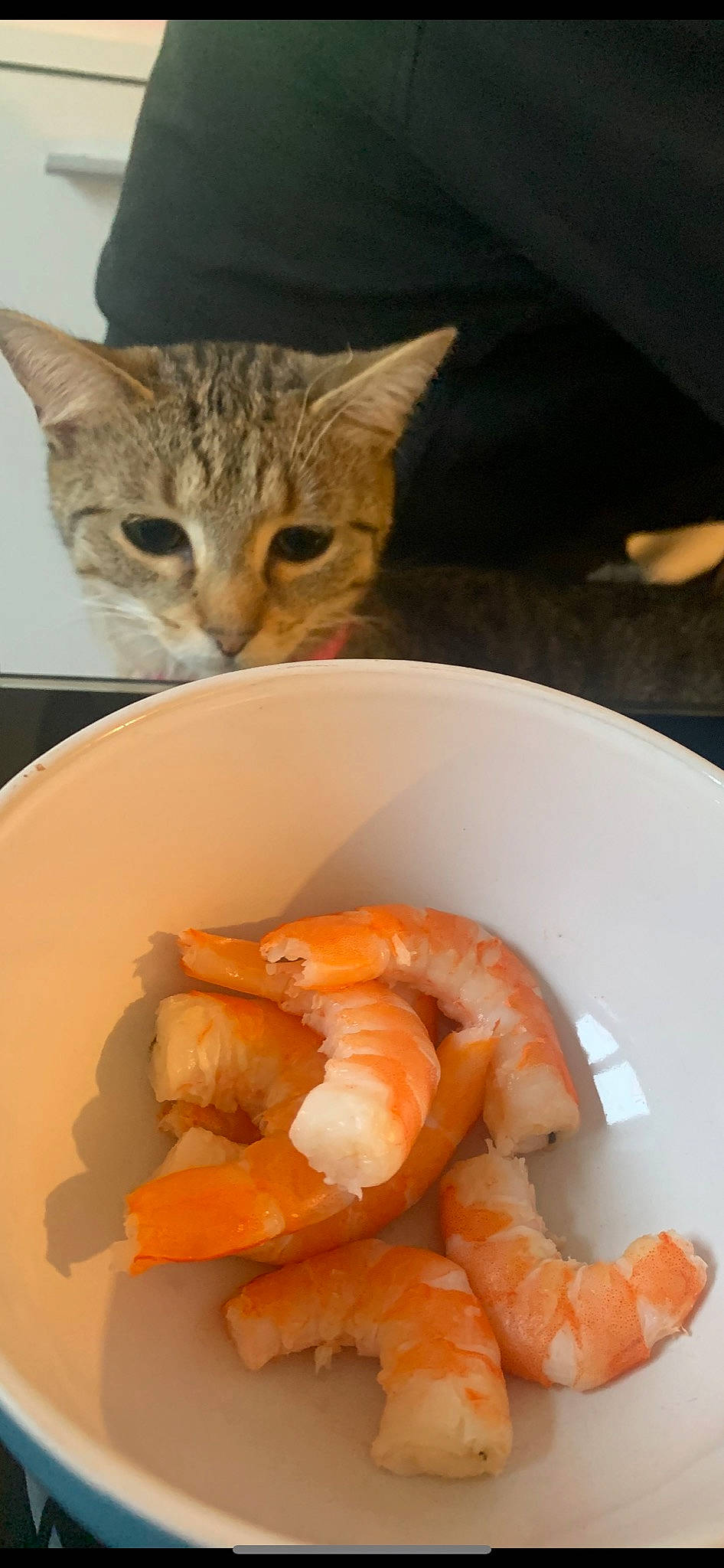 Pepsie a rejoint le concours — aidez-le/la à gagner de superbes lots ! carnivore, cat, cat_supply, comfort_food, cuisine, dish, dishware, felidae, food, ingredient, plate, platter, produce, recipe, seafood, shrimp, small_to_medium_sized_cats, tableware, vegetable, whiskers