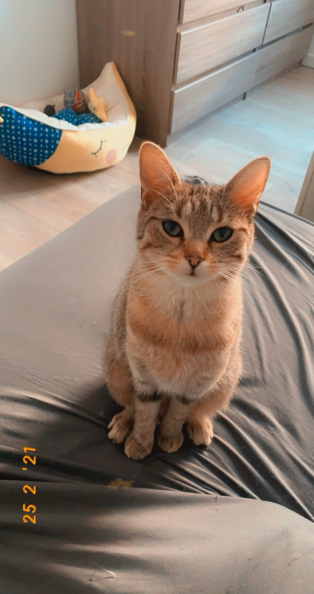 Pepsie a rejoint le concours — aidez-le/la à gagner de superbes lots ! box, carnivore, cat, claw, comfort, domestic_short_haired_cat, door, fawn, felidae, flooring, fur, paw, pet_supply, room, sitting, small_to_medium_sized_cats, tail, whiskers, window, wood